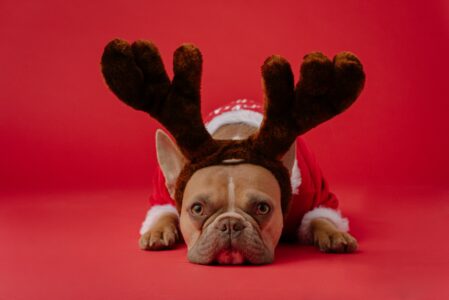 Weihnachtspullover Hund