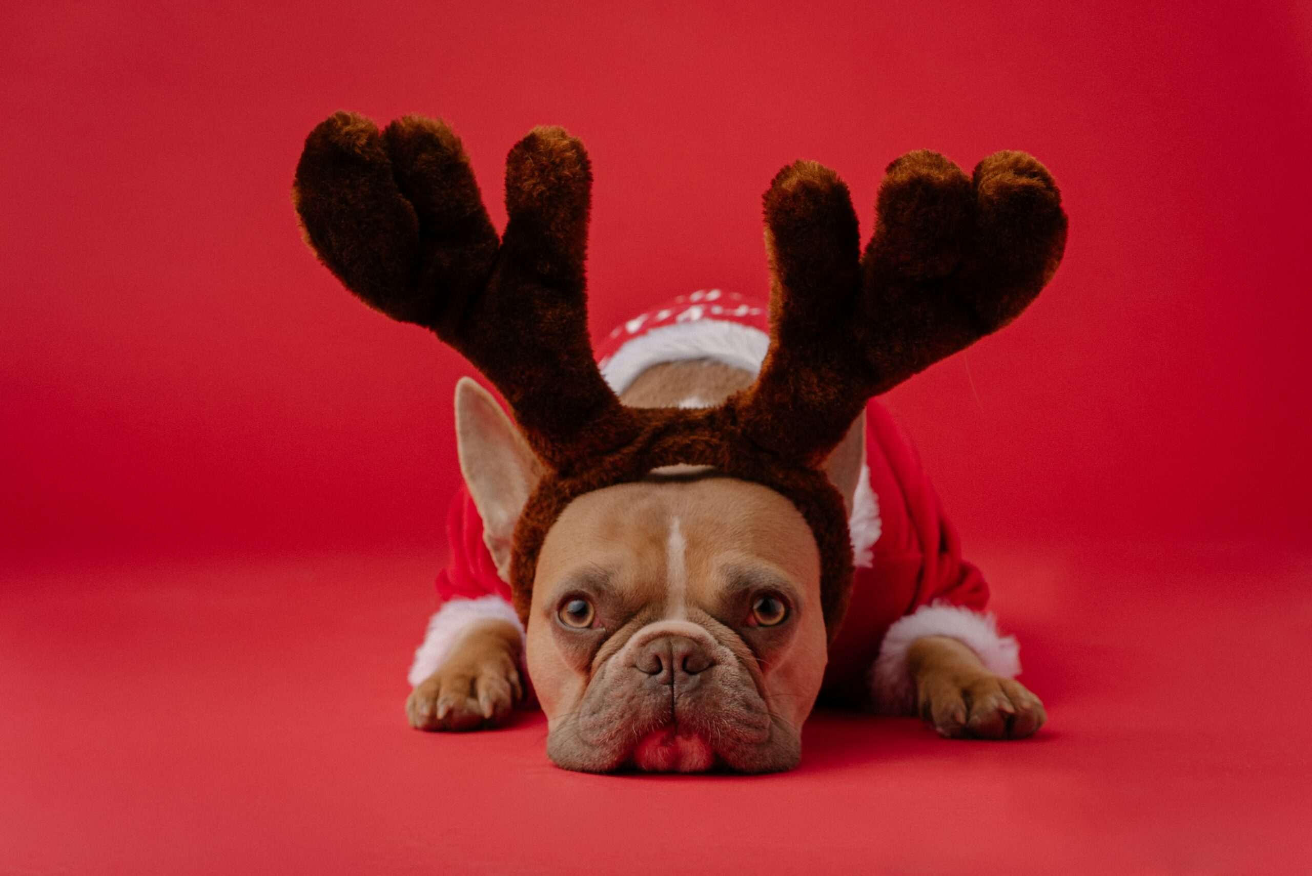 Kuschelige Weihnachtspullover Fur Den Hund Littleup